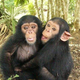 Illustration for article titled One Gene Tweak Could Make Chimps Talk